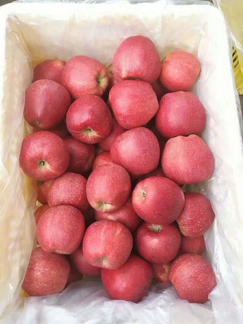 现货苹果(现货苹果库存)