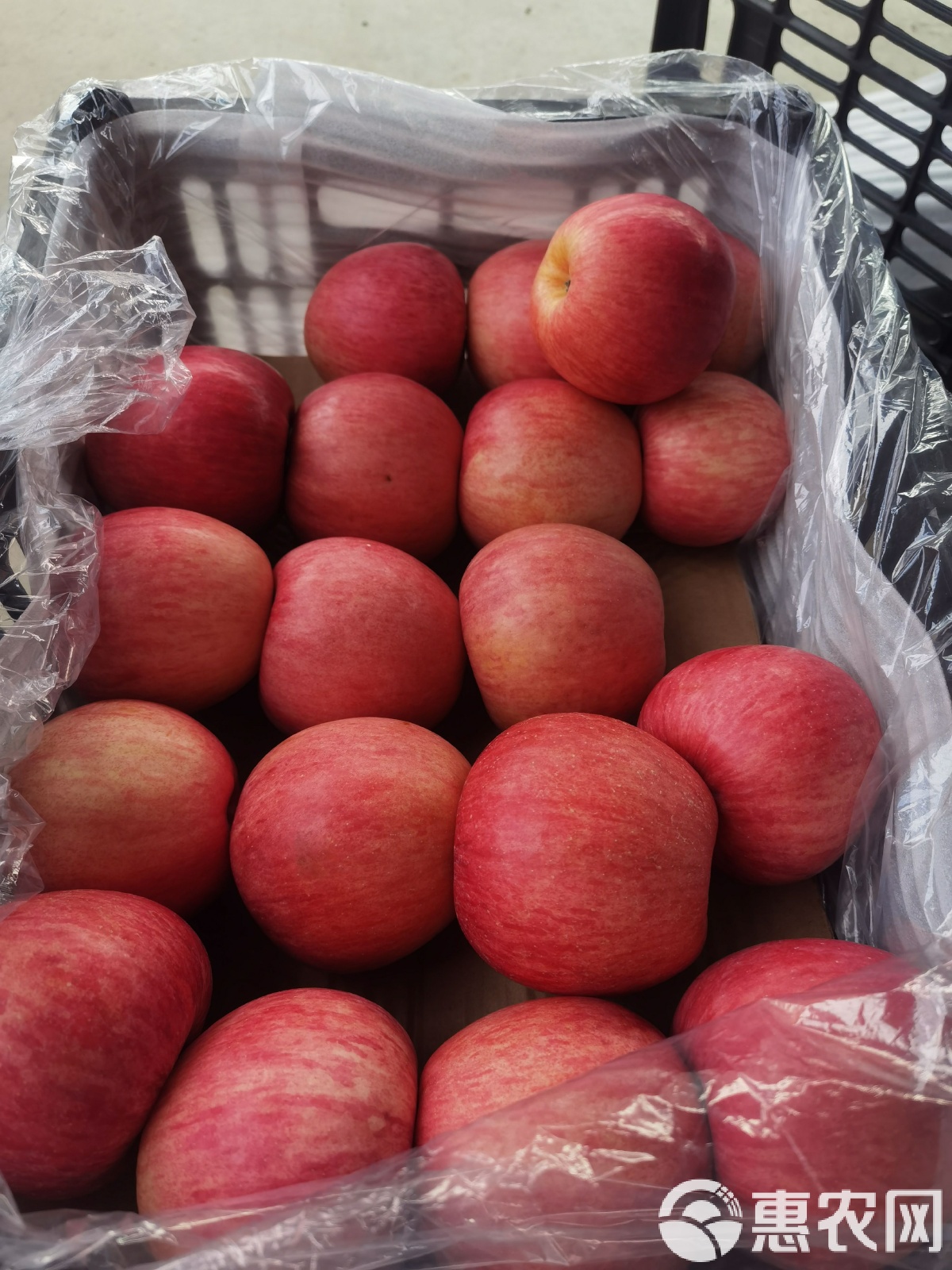 现货苹果(现货苹果价格走势图) 现货苹果(现货苹果价格走势图)